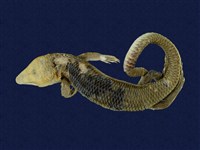 藏品(麗紋石龍子)的圖片